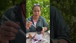 How Mama Judy plants her peaches from seeds!  #peach #plant #garden #shorts