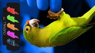 Half Moon Conure, BIG Parrot in a TINY body?