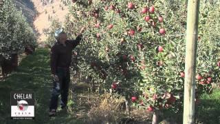 Picking Braeburn Apples in Orondo, Washginton