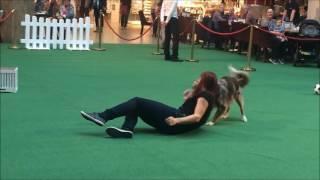 Dogdance & Agility Mila