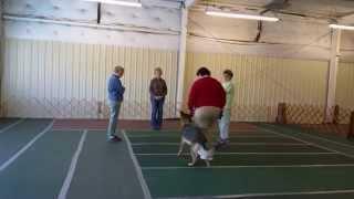 BRIELLE - Charleston Dog Training Club S&G