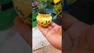 Don't tell anyone chrysanthemum  cutting grow cute kulhad diy way #mindset #homegardening #plants