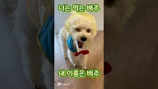먹는배추 and #강아지 #배추 #cute #하이배추 #dogfunny #cabbage #pets #강아지쇼츠