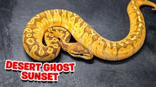 Desert Ghost Sunset! Rarest Snake ?