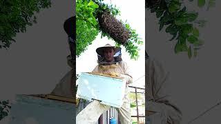 Роевая пора #bee #пчеленок #beekeeper