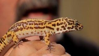 5 Cool Facts about Leopard Geckos | Pet Reptiles