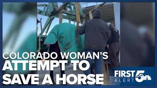 Colorado woman drives hundreds of miles to help starving horse