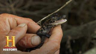 Swamp People: Willie Tests a Mama Gator (Season 10) | Bonus | History