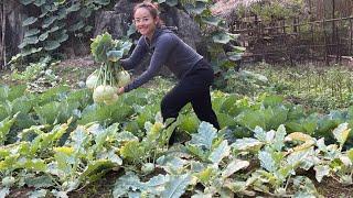 Suddenly planted 20 rose trees of different colors on the farm and harvested kohlrabi tubers