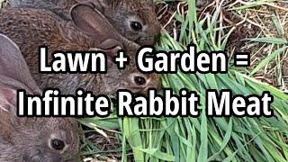 How To Raise Meat Rabbits FOR FREE!