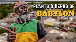 Plants & Herbs in Urban Babylon!