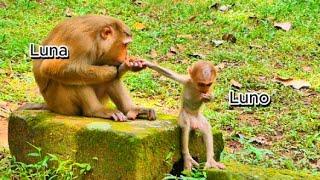 Love Cute Baby Monkey Luno And Mummy, Luna...! Primate QR