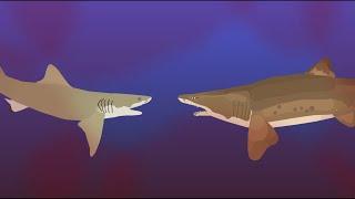 lemon shark vs sand tiger shark-stick nodes animation