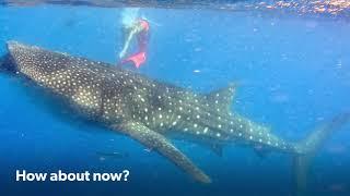 Snorkeling with Whale Sharks near Cancun