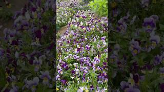 Виола сама засеяла грядки, образовав красивое цветочное облако  #виола #клумбасвоимируками #грядки