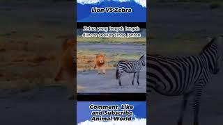 Lion VS Zebra ,#animalworld, #shorts, #yearofyou