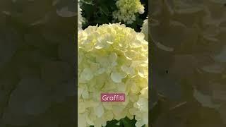 #graffiti #гортензия #hydrangea #садгортензий #hortensia #hydrangeas #сад #метельчатаягортензия