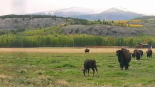 Yukon Wildlife Preserve