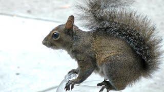 Twirl Squirrel FYV