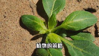 植物的神奇防御策略