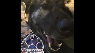 Vegas before and after video: German Shepherd Dog Training Columbia, South Carolina