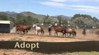 Colorado Horse Rescue - Adopt, Donate, Sponsor