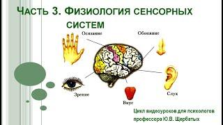 Анализаторы. Зрительный анализатор.