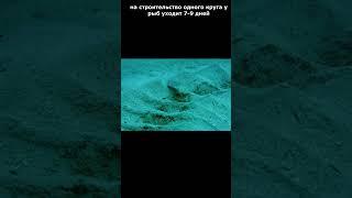 Загадочные круги  #научпоп #интересно #наука #факт #море #рыбы #тайны  #биология