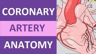 Coronary Artery Anatomy and Physiology, Blood Supply Nursing | Anatomy