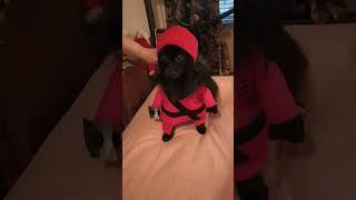  Ninja Puppy #funnydogs #shorts
