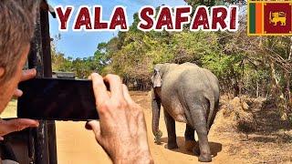 What Can You See at YALA National Park SRI LANKA 