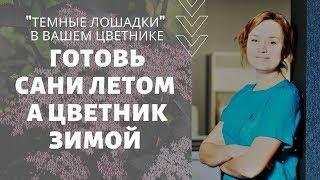 "Темные лошадки" в вашем цветнике