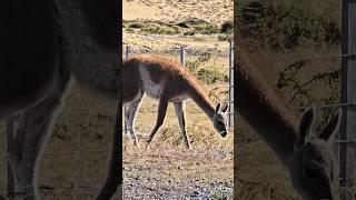 ¡Rare Guanaco Sighting! #chile #patagonia #wildlife