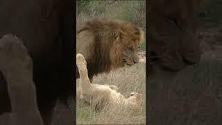 breeding ️ #youtubeshorts #shorts #breeding #crossing #mating #lion