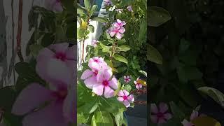 Beautiful  Flower  | Flowers line| #viral #peaceful #entertainment #knowledge #greenworld #like