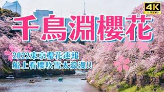 Cherry Blossoms in Chidorigafuchi  4K Walking Video｜Sakura Viewing Spots in Tokyo, Japan VLOG
