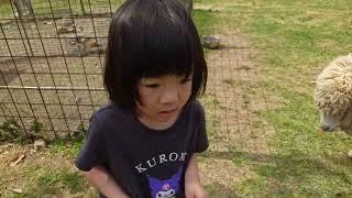 陽葵里(ひまり)ちゃんの休日。羊さんにエサやり。