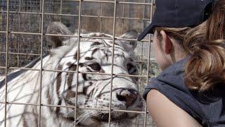 Minka & Clarence: The Truth About White Tigers