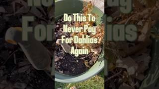 Do this and never pay for Dahlias Again!