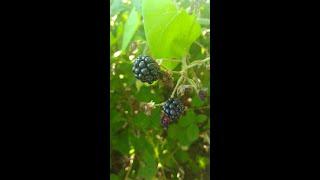  BLACKBERRY SEASON: Go Foraging And Make Some Jam! Free Vegan Food  #shorts