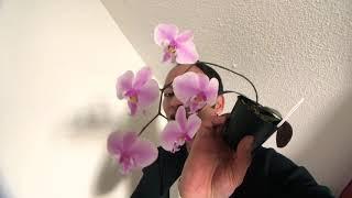 Prachtige Phalaenopsis schilleriana! 