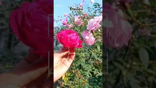 Beautiful Roses️ #shorts  #aesthetic #satisfying #asmr #ytlove  #fyp #fy #fypシ゚ #fypyoutube #art