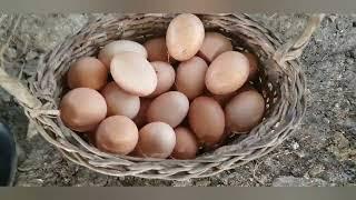 A day with our free range chickens Thank you for the eggs