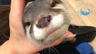 Otter Brings Her Own Bed When She Gets Sleepy.