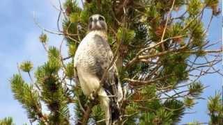 Swainson's Hawk (Buteo swainsoni) at Yosemite National park near Cathedral lake