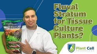 Fluval Stratum for Tissue Culture Plants?