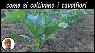 COLTIVAZIONE DEL CAVOLFIORE trucchi e segreti