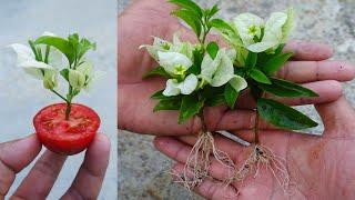 Grow Bougainvillea from cuttings Easy Method | How to grow bougainvillea