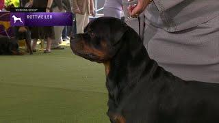 Rottweilers | Breed Judging 2023