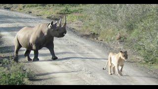 Rhino Mother Defends Calf Against Lioness